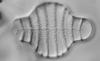 The Diatom Genus Tetracyclus Ralfs (Bacillariophyta)